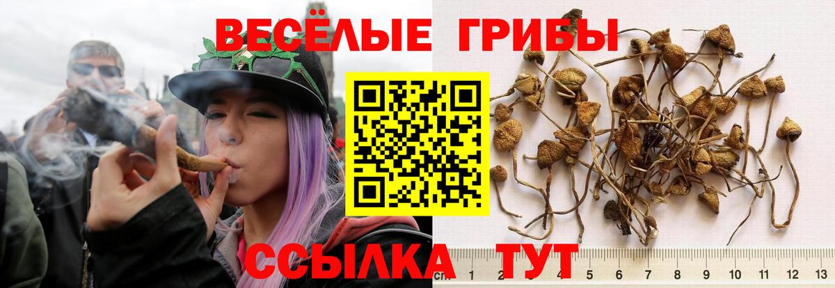 Псилоцибиновые грибы Psilocybe Черногорск